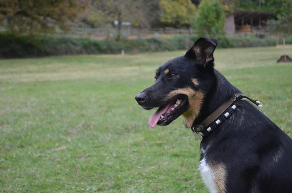 Portrait de chien