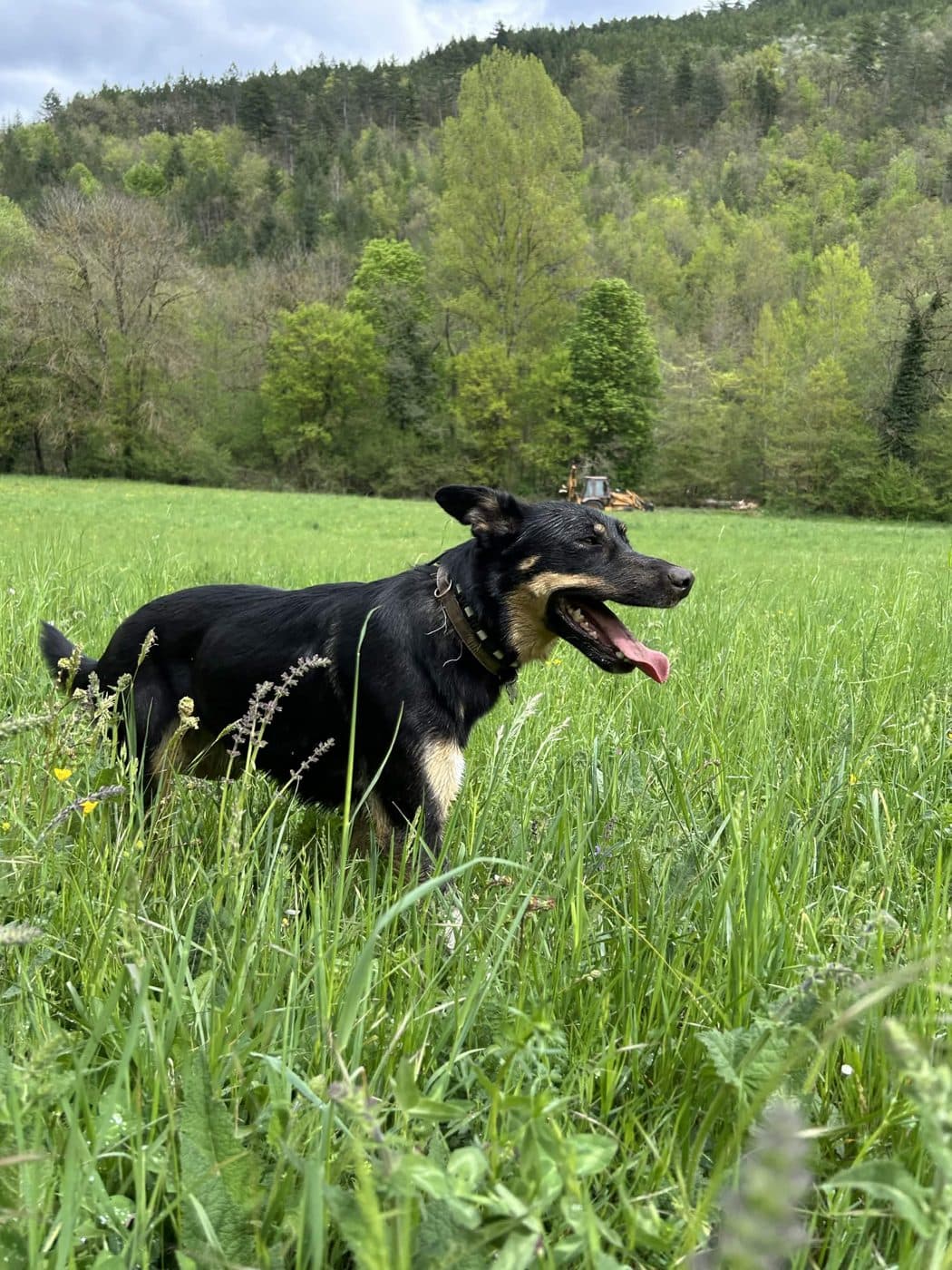 Chien dans la prairie