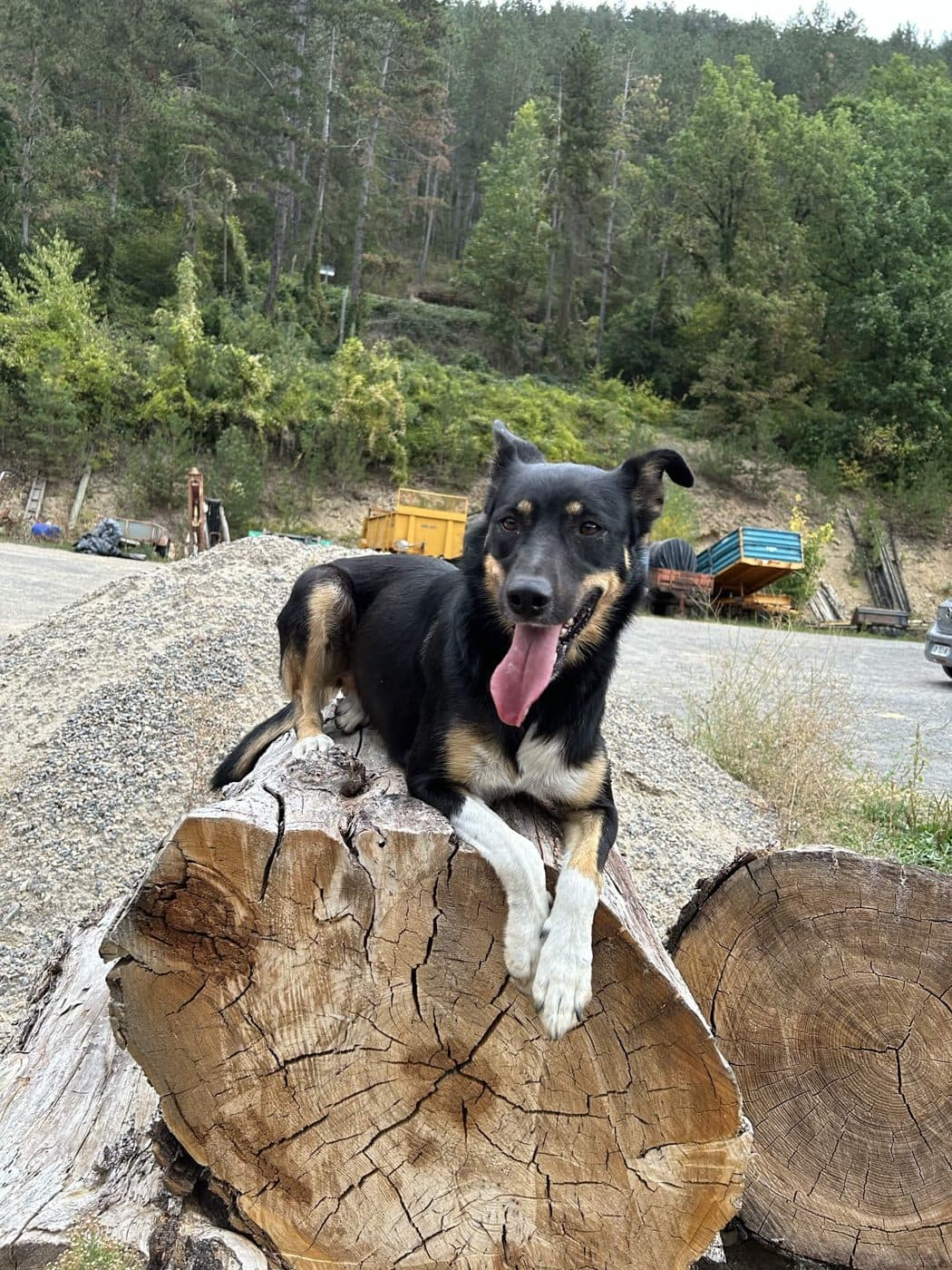 Chien sur un rondin